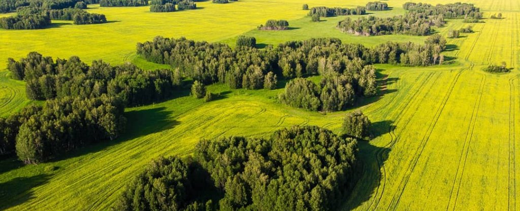 Цветущее поле рапса, Новосибирск - Фото с квадрокоптера