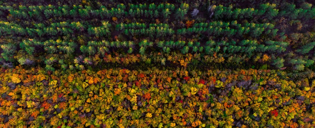 Colors of autumn,  - Фото с квадрокоптера