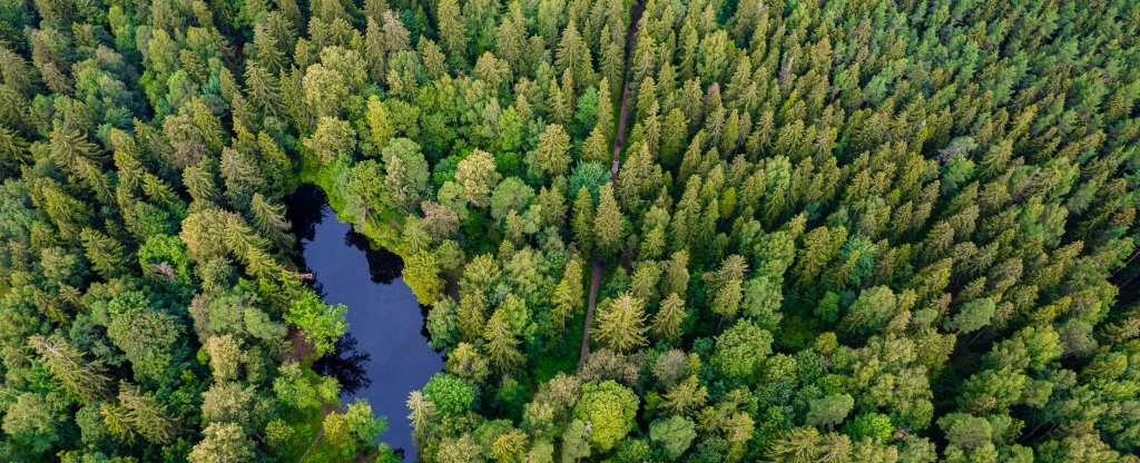 Шуваловский парк, Санкт-Петербург - Фото с квадрокоптера