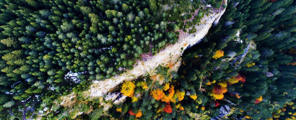 Лес каньона Тара, Дурмитор, Черногория,  - Фото с квадрокоптера