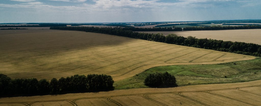 Поле Русское Поле,  - Фото с квадрокоптера